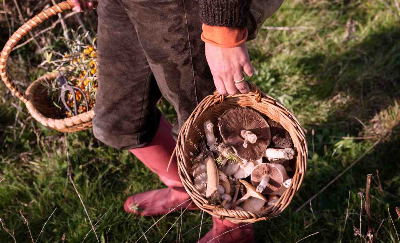 The Ultimate Guide to Basket Bags: How to Choose the Best One - ZIEGFELD Kids